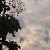 aliray0423