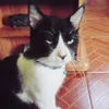 krlovn__