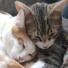 catnoir1412
