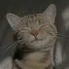 Pet Reposts