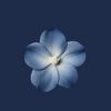 atyaf.nabil