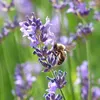 lavender34512