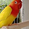 lovebird.r