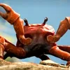 crab2390