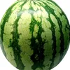 derevo_1243