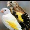 sofian.sofian536