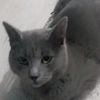 catty_skitt