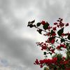 almzn_34