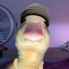 monkey.dude12