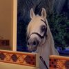 faisal.alqurashi7