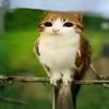 meowl_xd6