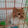 squirel_imut