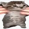 mrkitty500