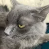 itz_smetankass