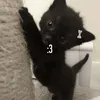haileyrubycat