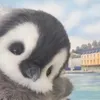 yowwn