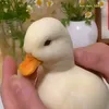 cute749383847