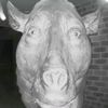 deoaja2873