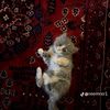 f_tom1410