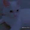 cat.lover15125