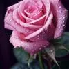 qwen.flower