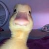 thebestduck03