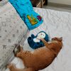 acrykucing