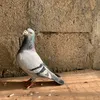 dear_7552