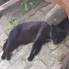 ingriderhard
