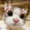 lishy451