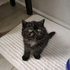 lolo_35921