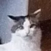 winsfegg228