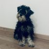 guru_2426dog