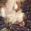 starymoon1puppy