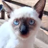 dosaqui