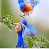 jasim_1965