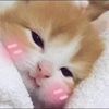 huyeenmeow