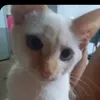 thallyta298