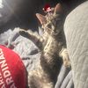 catsarecoolerthanyouuuu