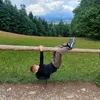 akustyczny_hobbit