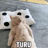 arya.duta87
