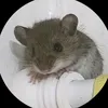 gjiv7