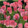 🌷