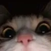 chinchilla6183