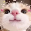 celestine_156
