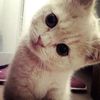 alisiks_x