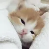 tmeodauroii
