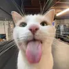 kitty._cosplay