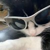 nose_queponer958