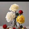 amia.pari